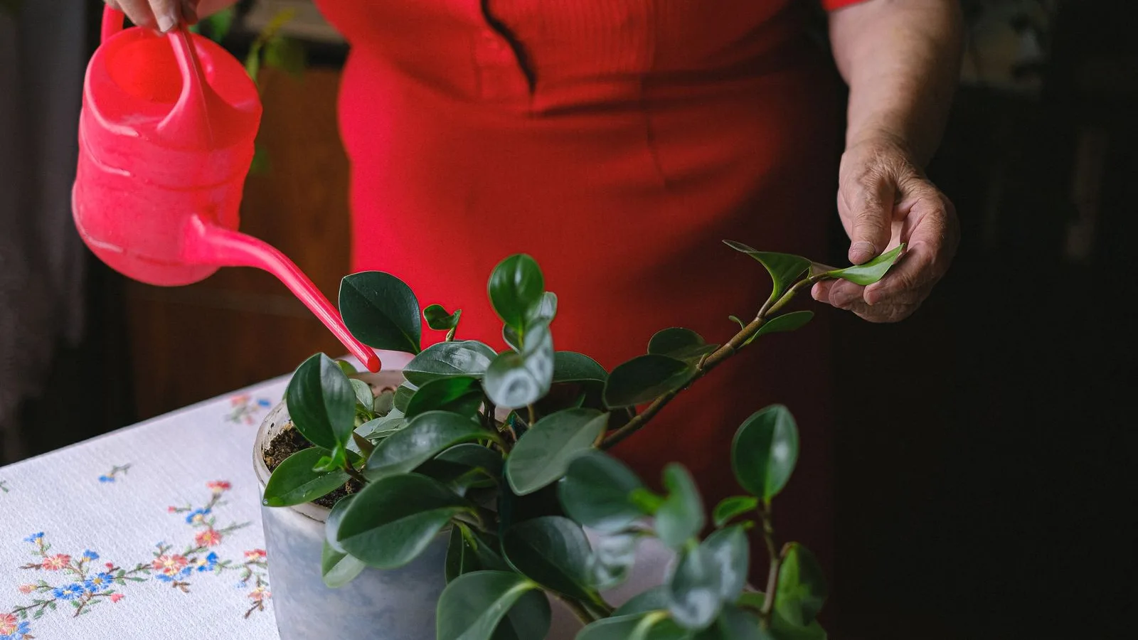 Manos de una mujer mayor regando una planta en la mesa de su casa
